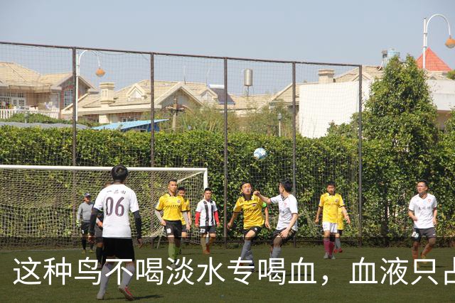 这种鸟不喝淡水专喝血，血液只占食谱十分之一